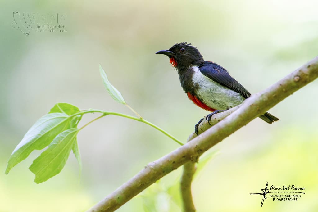 Scarlet-collared Flowerpecker Dicaeum retrocinctum