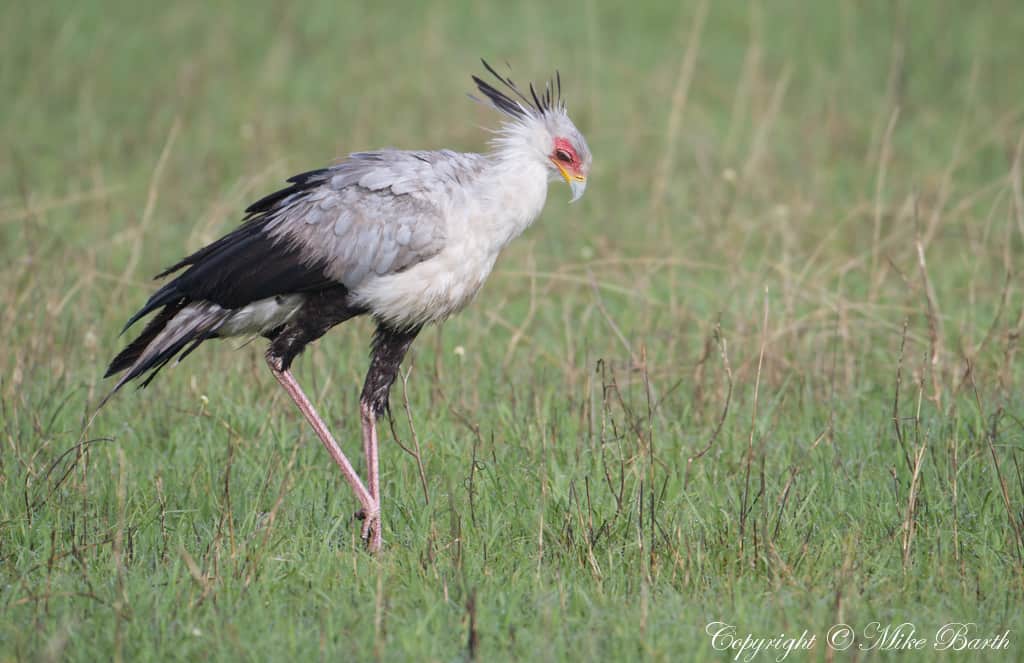 Secretarybird Sagittarius serpentarius | Focusing on Wildlife