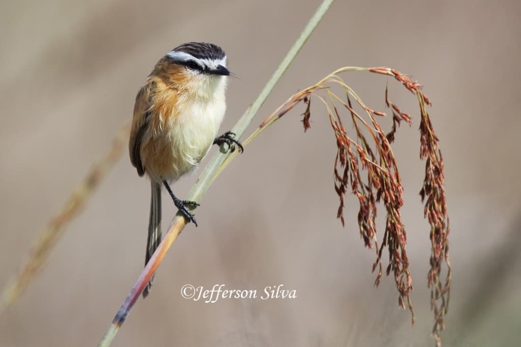 Sharp-tailed Tyrant Culicivora caudacuta