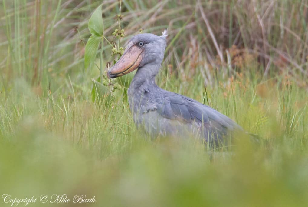 Shoebill Balaeniceps rex
