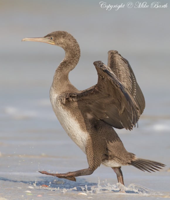 Socotra Cormorant Phalacrocorax nigrogularis