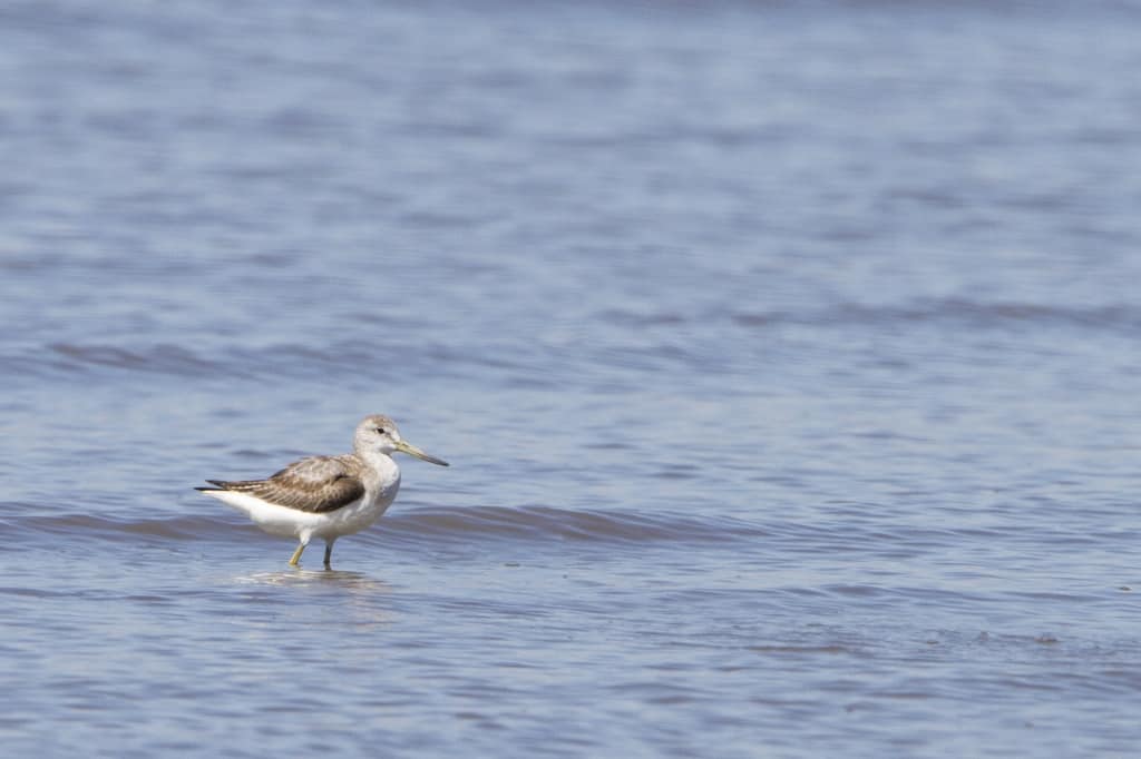 Spotted Greenshank Tringa guttifer