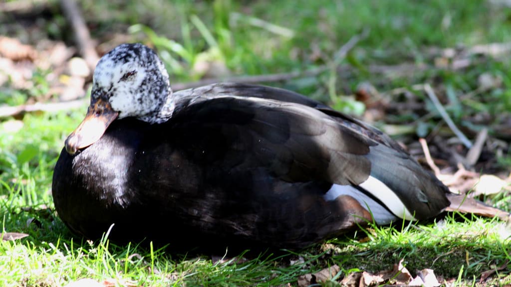 White-winged Duck Cairina scutulata