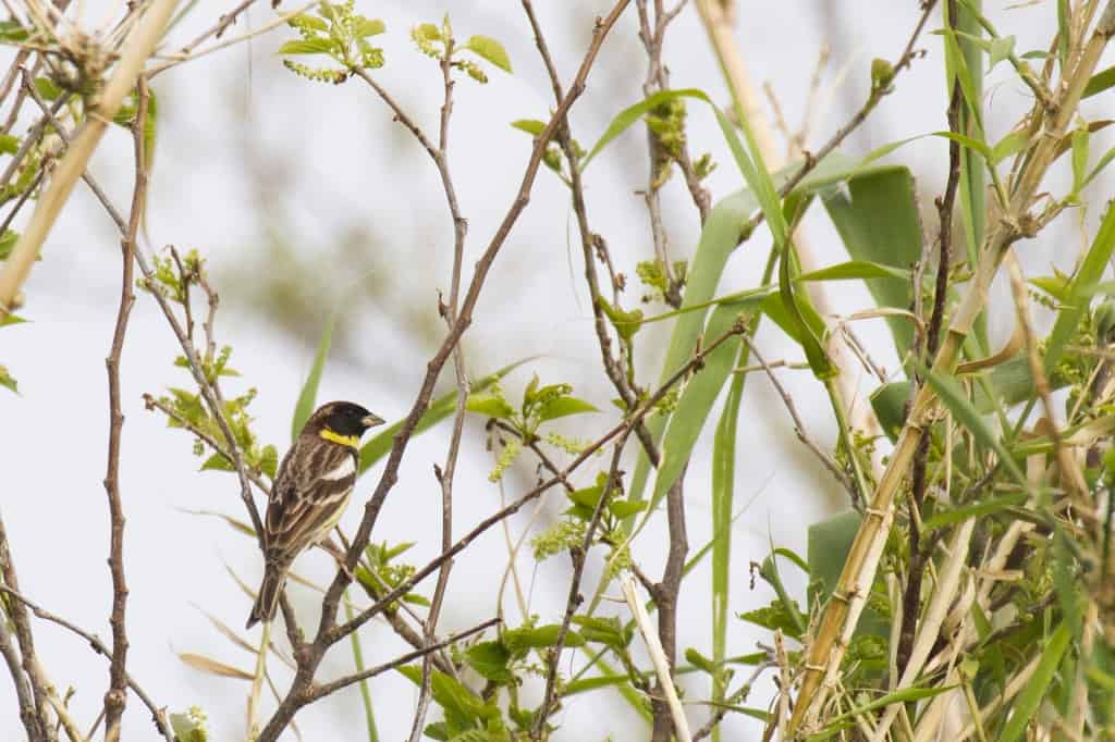 Yellow-breasted Bunting Emberiza aureola