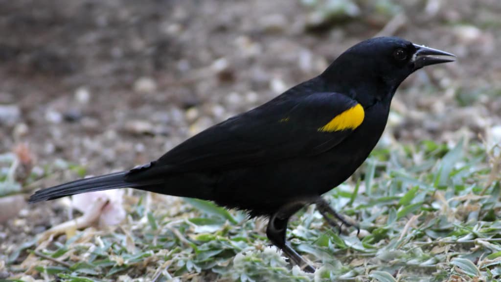 Yellow-shouldered Blackbird Agelaius xanthomus | Focusing ...