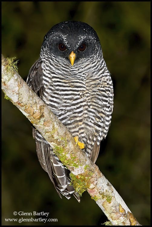Black-banded Owl (Ciccaba huhula)