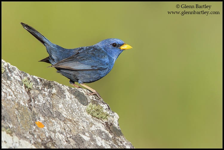 Blue Finch (Porphyrospiza caerulescens)