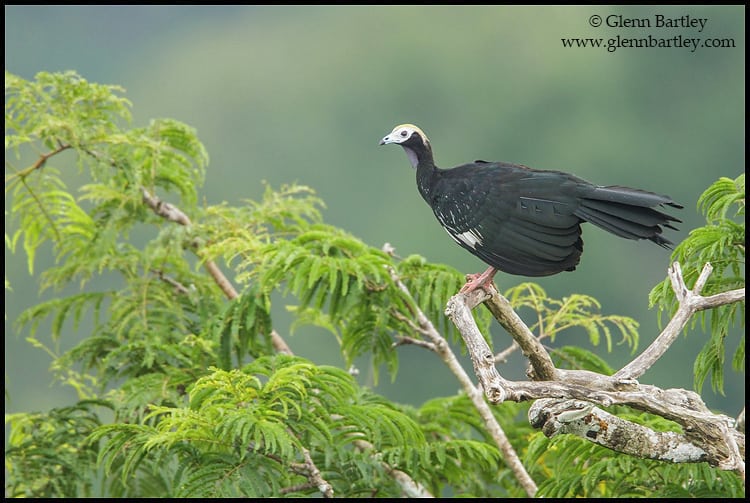 Common Piping-Guan (Pipile pipile)