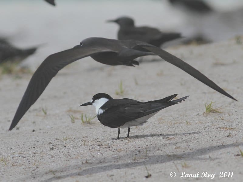 Under the arch: Sooty Tern