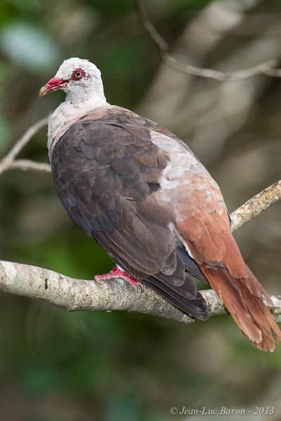 Pink Pigeon Nesoenas mayeri