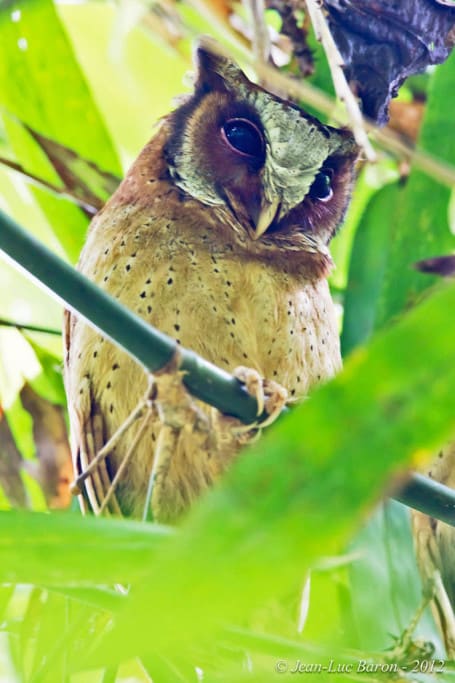 White-fronted Scops-owl Otus sagittatus
