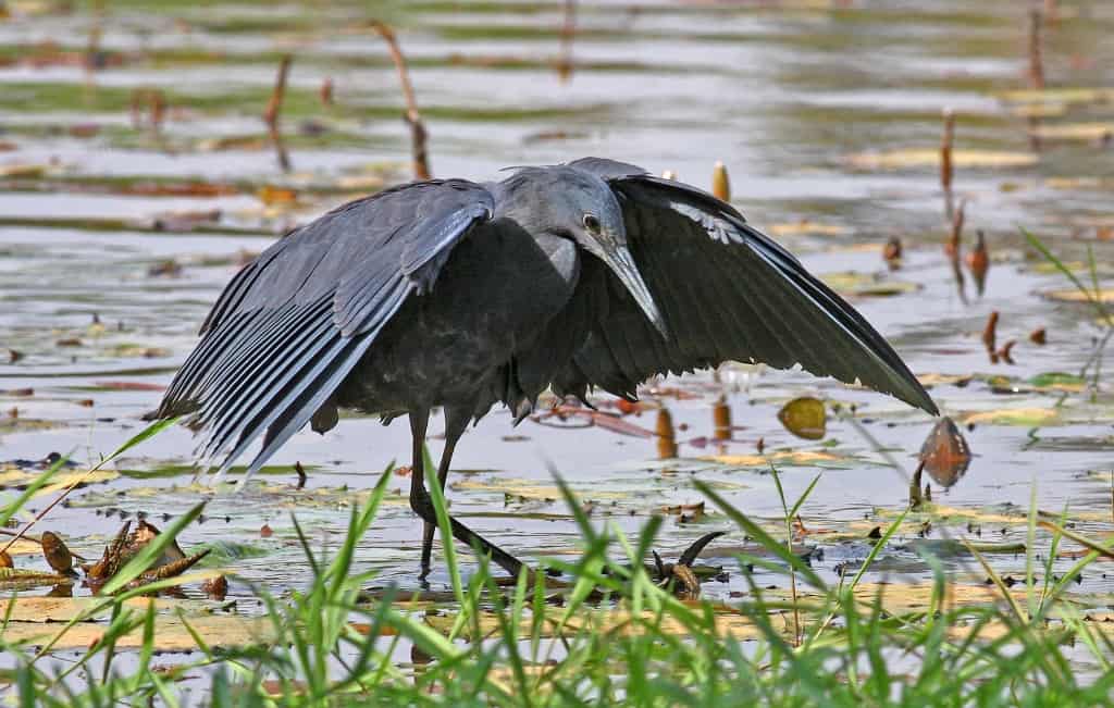 Black Heron, forming a canopy