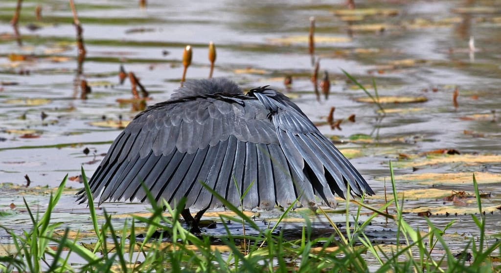 Black Heron, screening under canopy