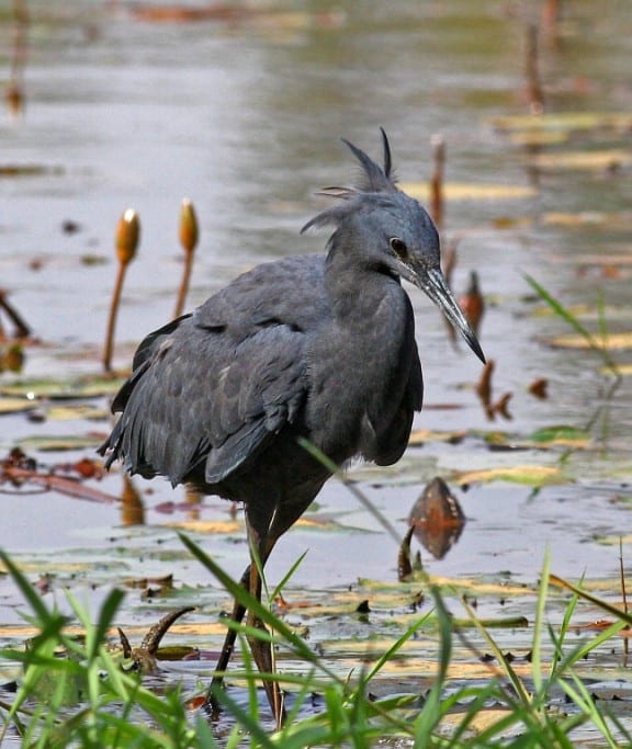 Black Heron, wading