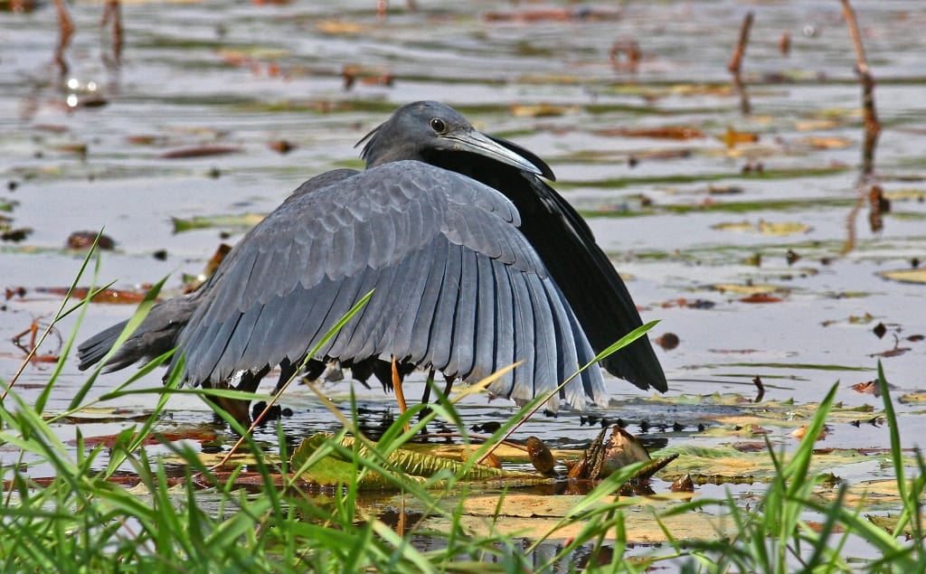 Black Heron, ending canopy formation