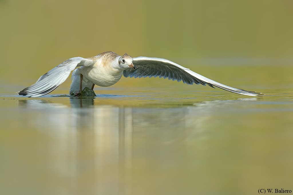 Taking off  from a lake