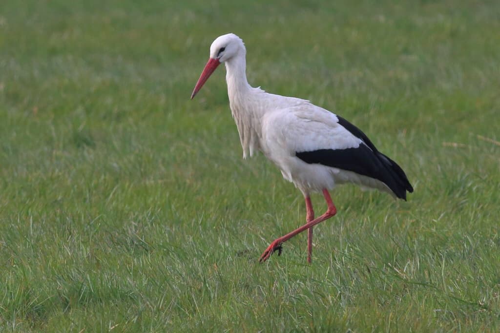 White Stork returns to the Rhine Delta