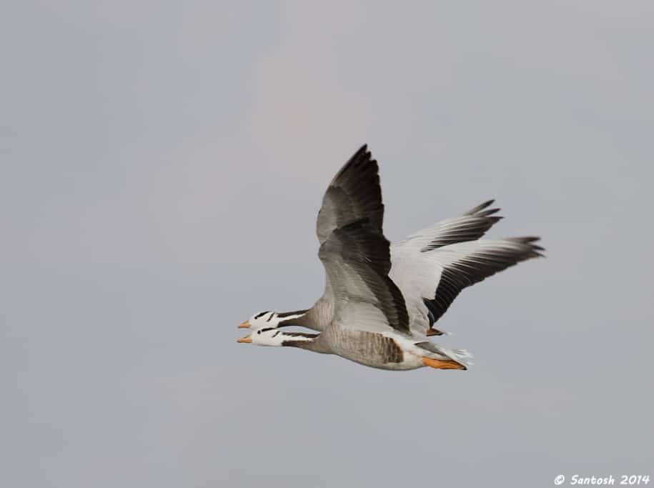 Synchronized flight, Bar-headed Goose