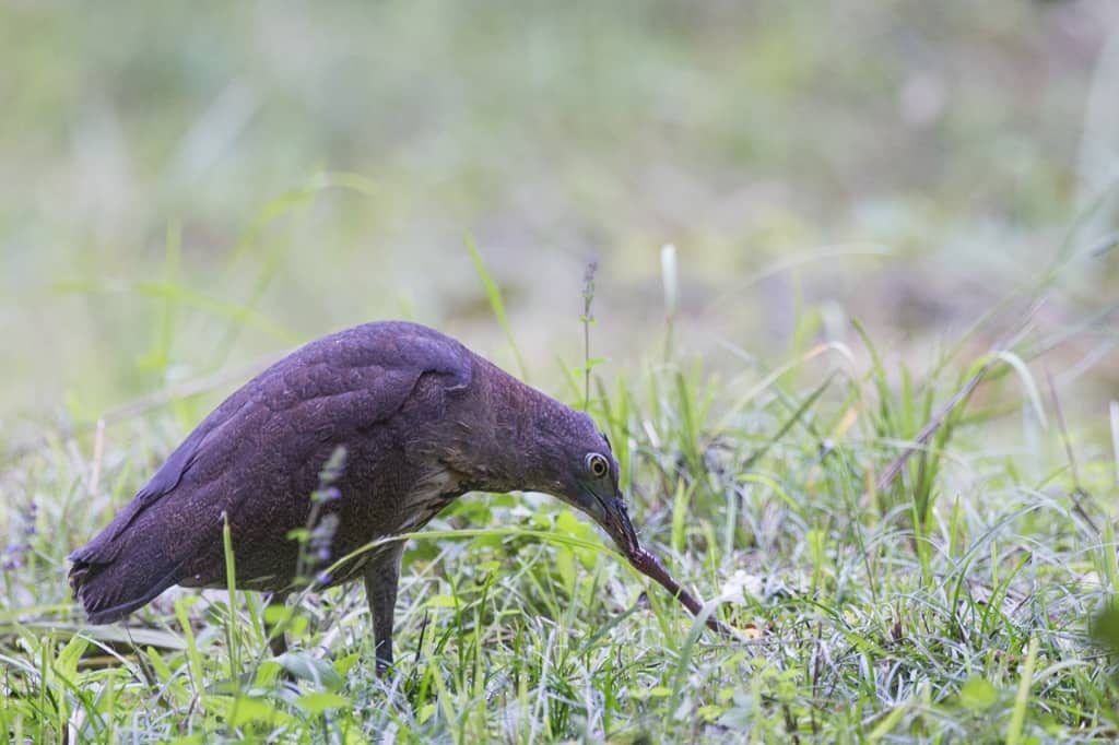 Japanese Night Heron Gorsachius goisagi