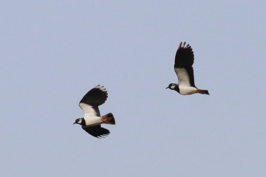 Northern Lapwings in Flight