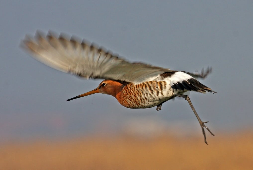 Black-tailed Godwit taking flight