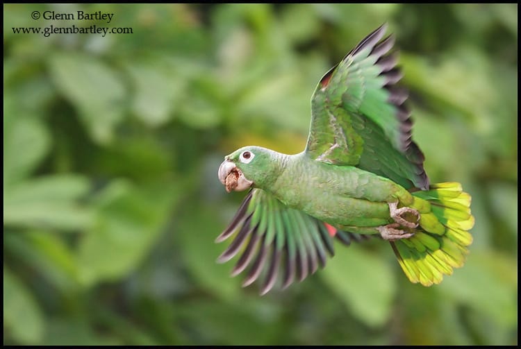 Mealy Amazon Parrot