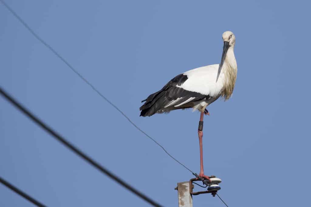 Oriental Stork Ciconia boyciana