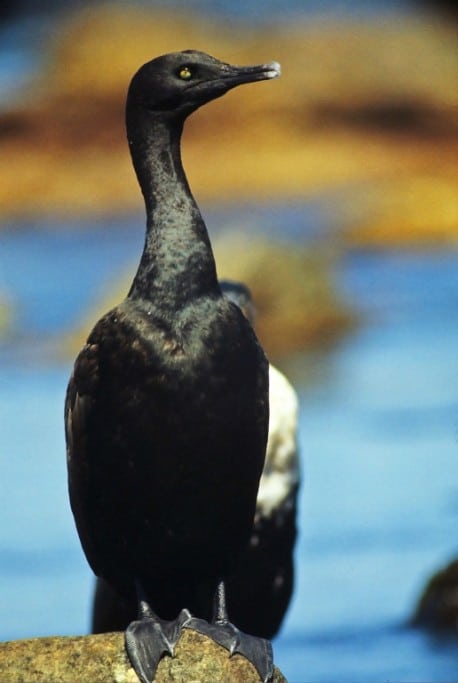 Bank Cormorant, endangered species