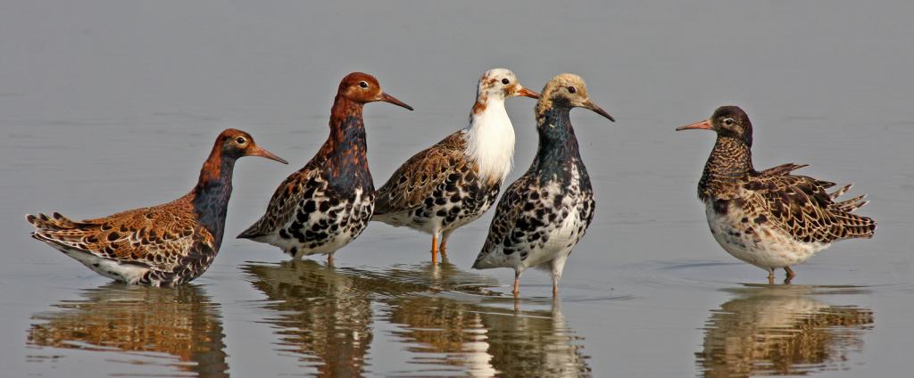 Ruffs competing for a female´s favour