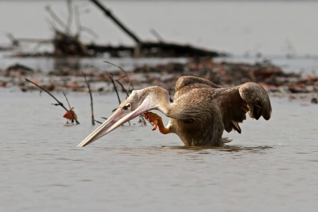 Pink-backed Pelican scratching