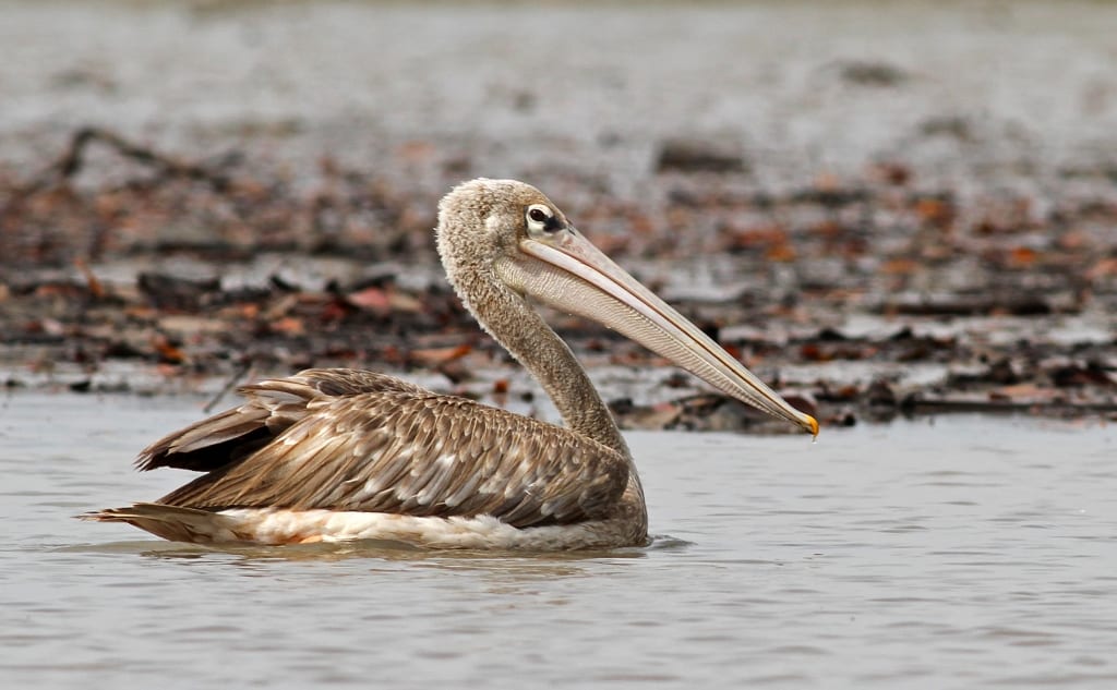 Pink-backed Pelican, swimming