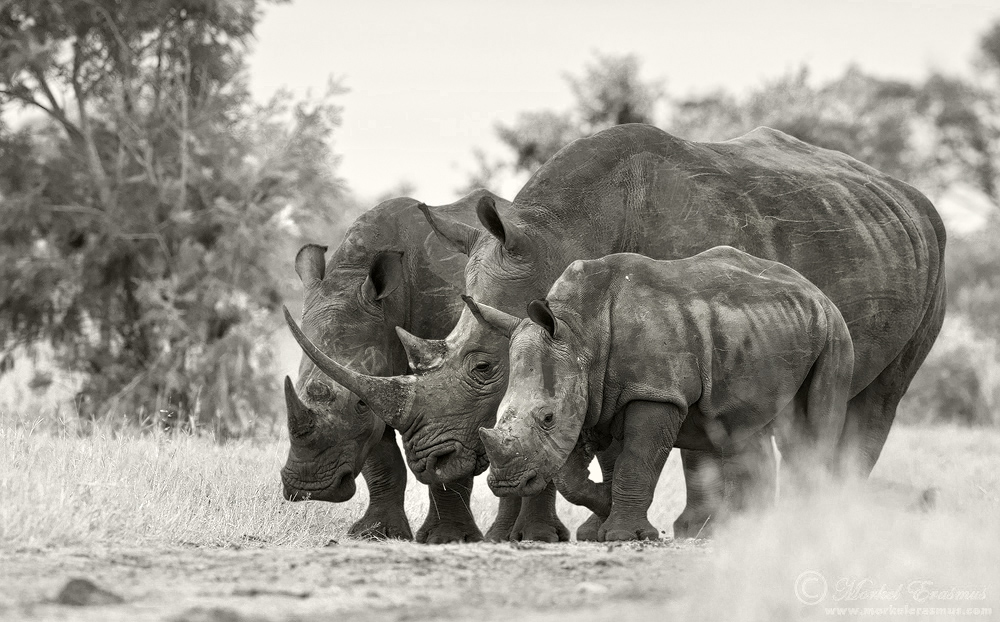 The Crash of the Rhinos – Focusing on Wildlife