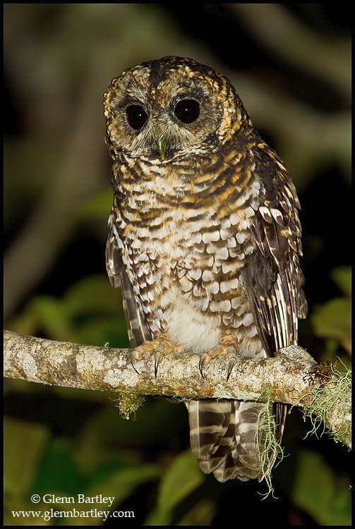 Rufous-banded Owl (Strix albitarsis)
