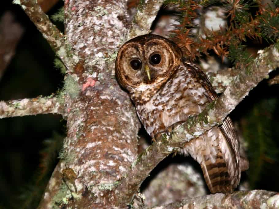 Rusty-barred Owl on Araucária tree