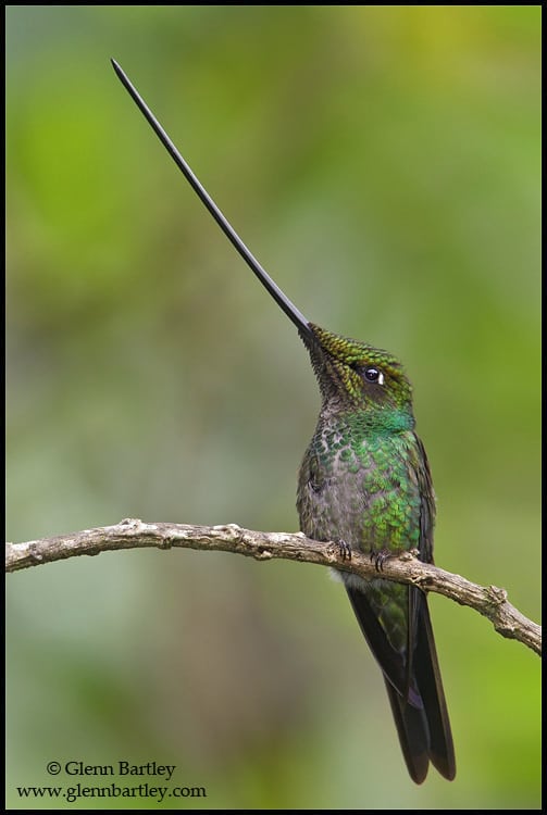 Sword-billed Hummingbird (Ensifera ensifera)