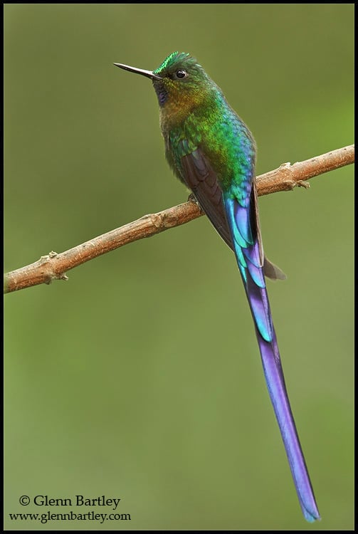 A male Violet-tailed Sylph (Aglaiocercus coelestis) perched on a branch in the Tandayapa Valley in Ecuador.