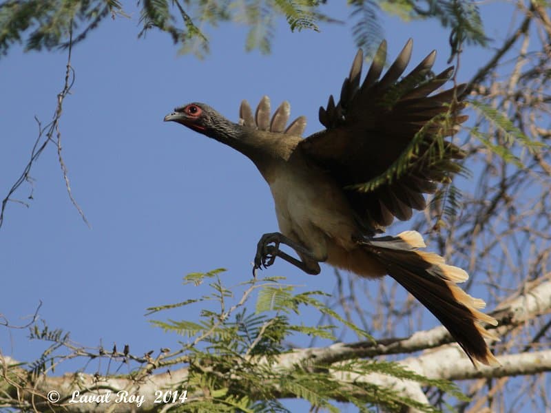 Perfect landing, West-mexican Chachalaca