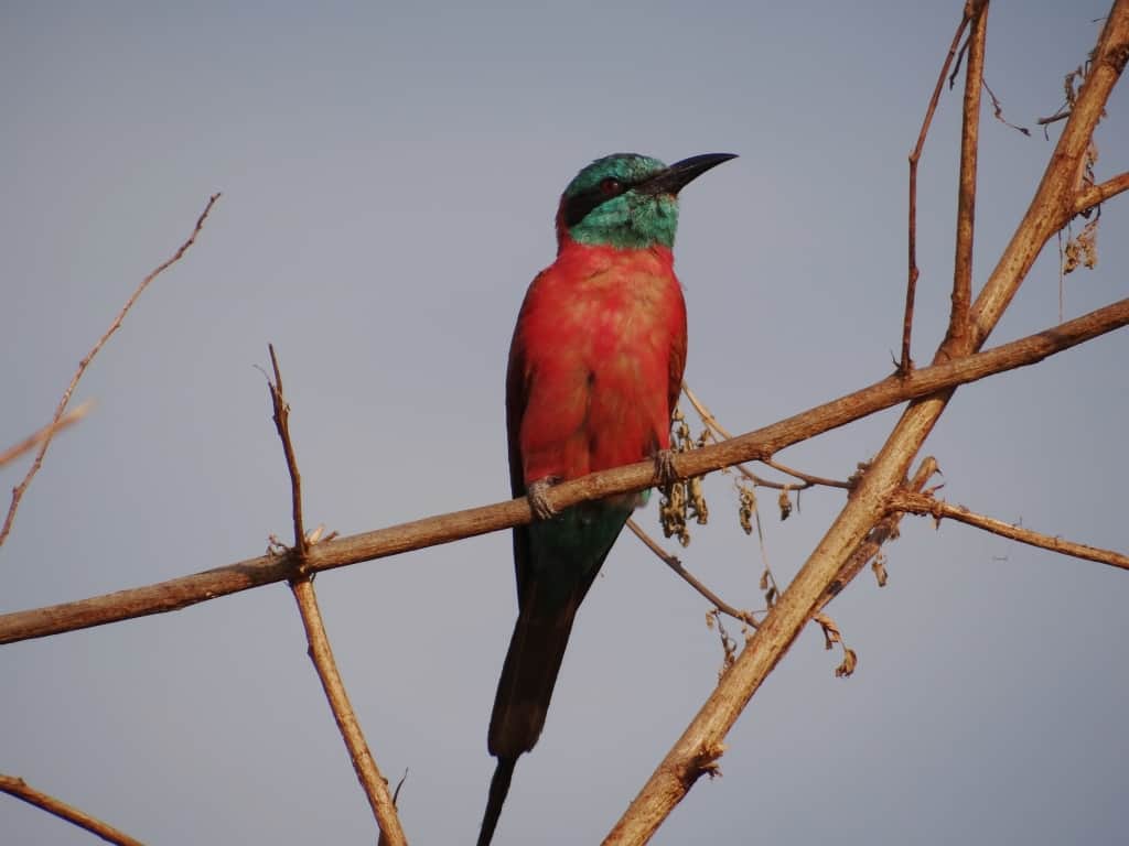 Northern Carmine Bee-Eater