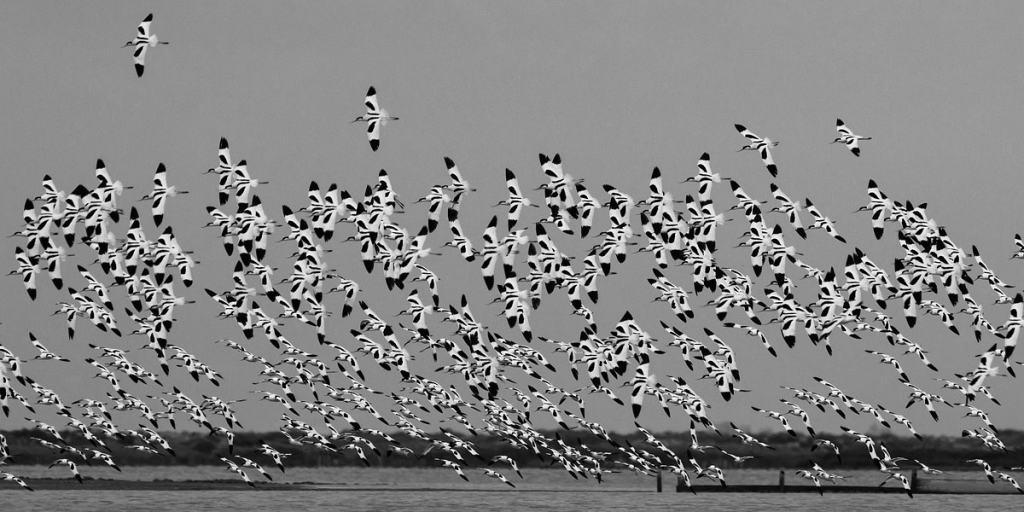 A flock of Pied Avocets