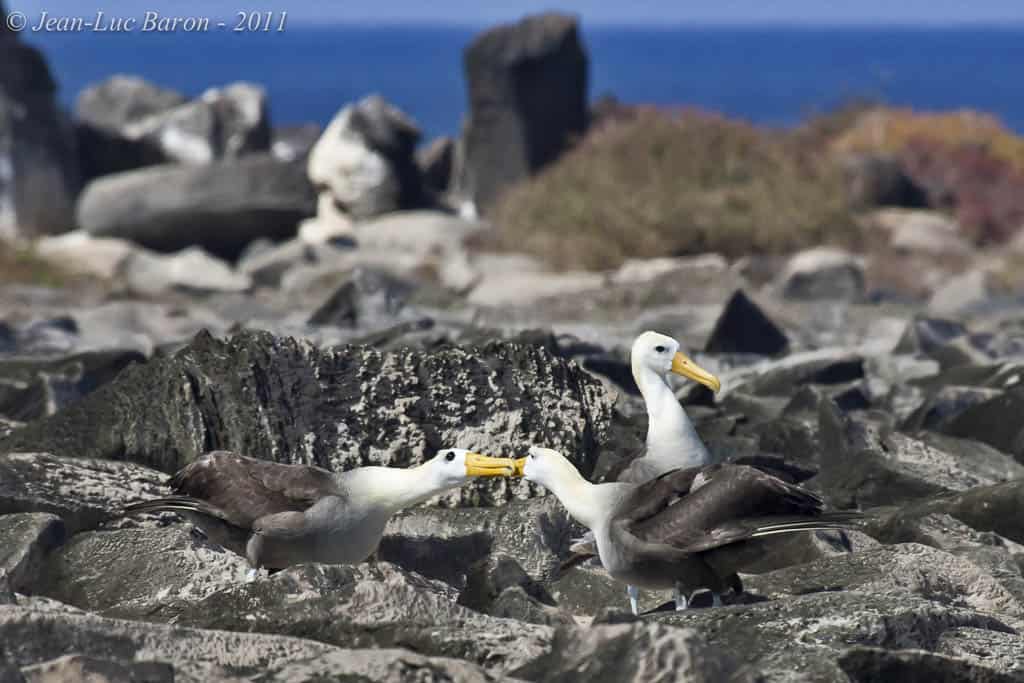 Waved Albatross Phoebastria irrorata