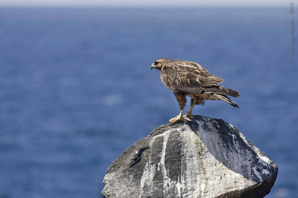 Galapagos Hawk Buteo galapagoensis