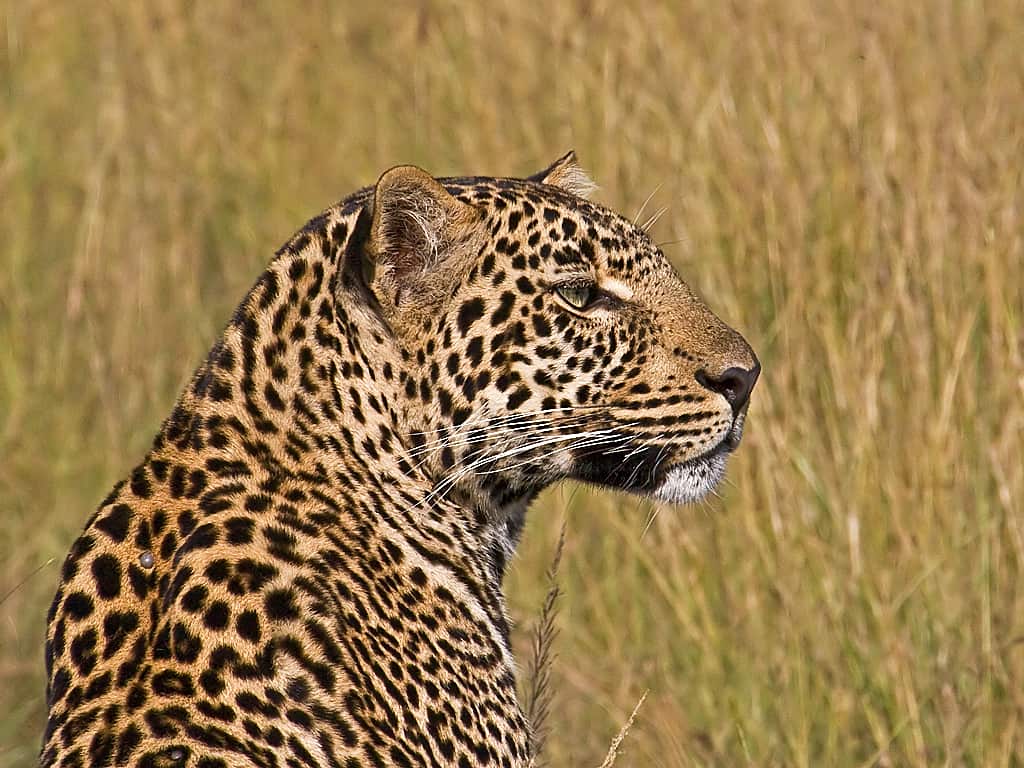 Young male Leopard