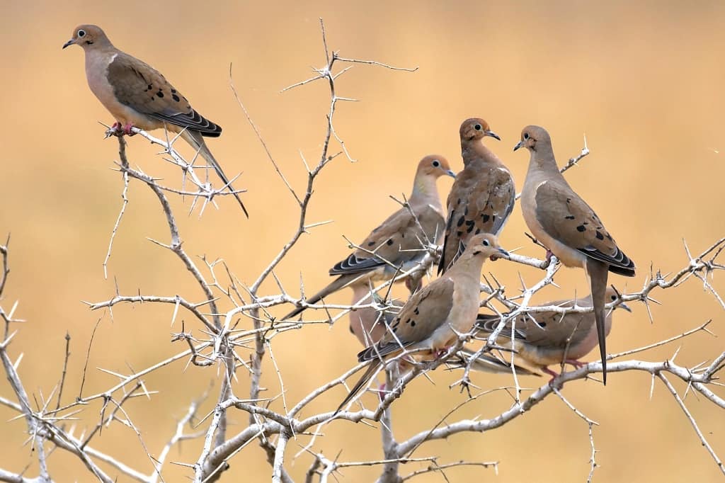 Brush Country Mourning Doves