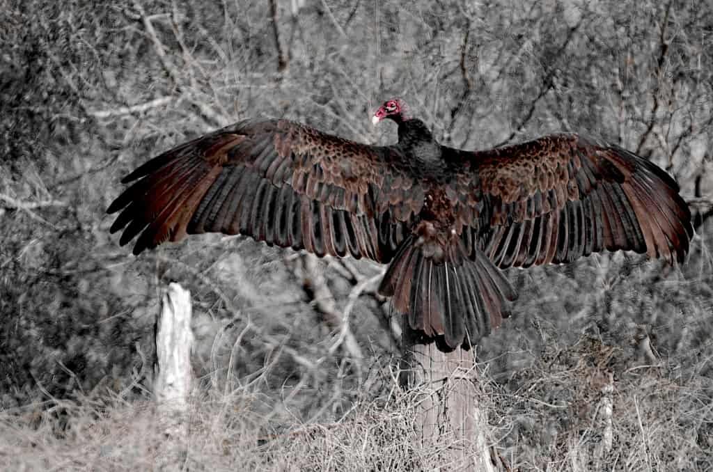 Turkey Vulture wing maintenance