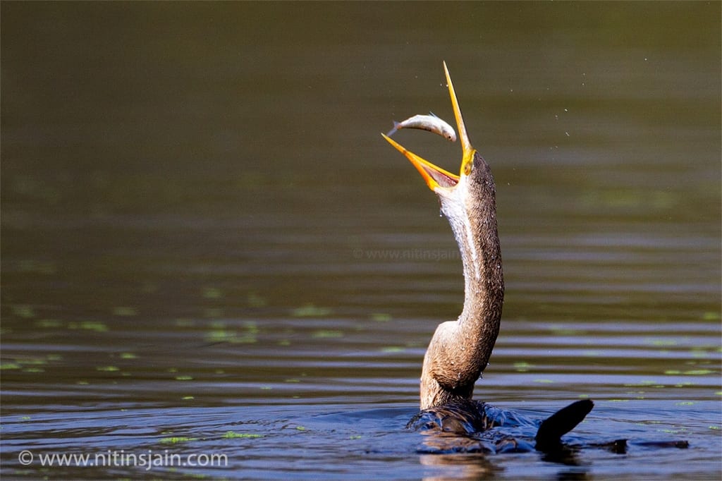Darter with catch