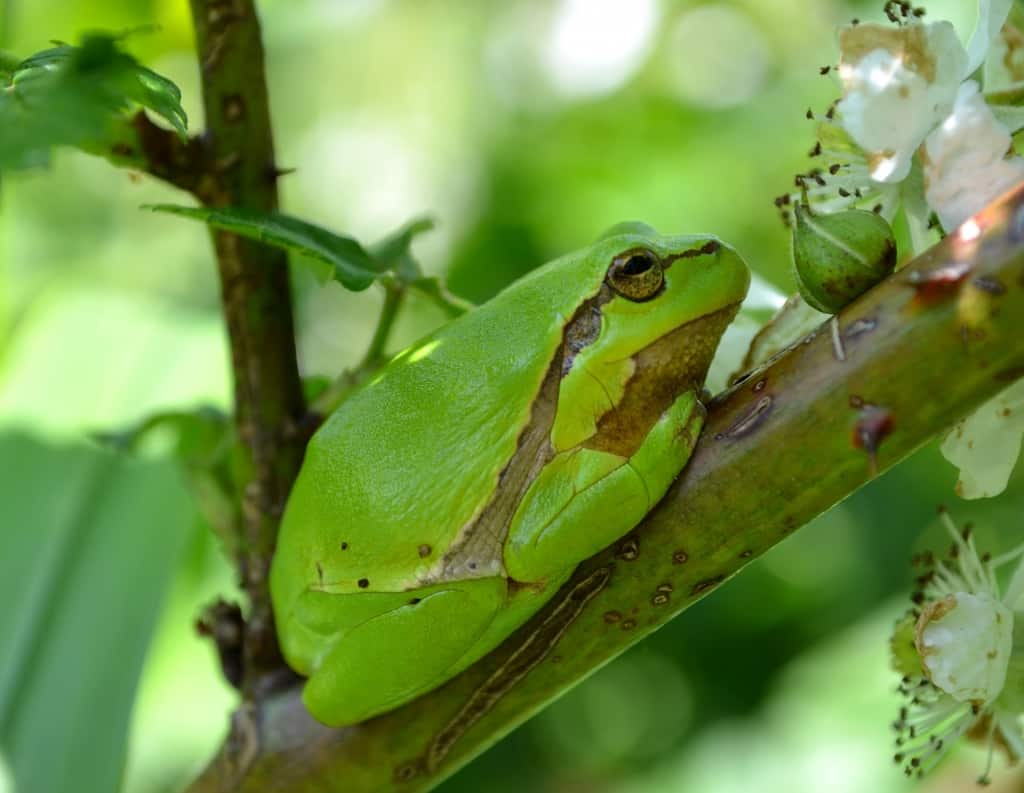 Common Tree Frog – Hyla arborea