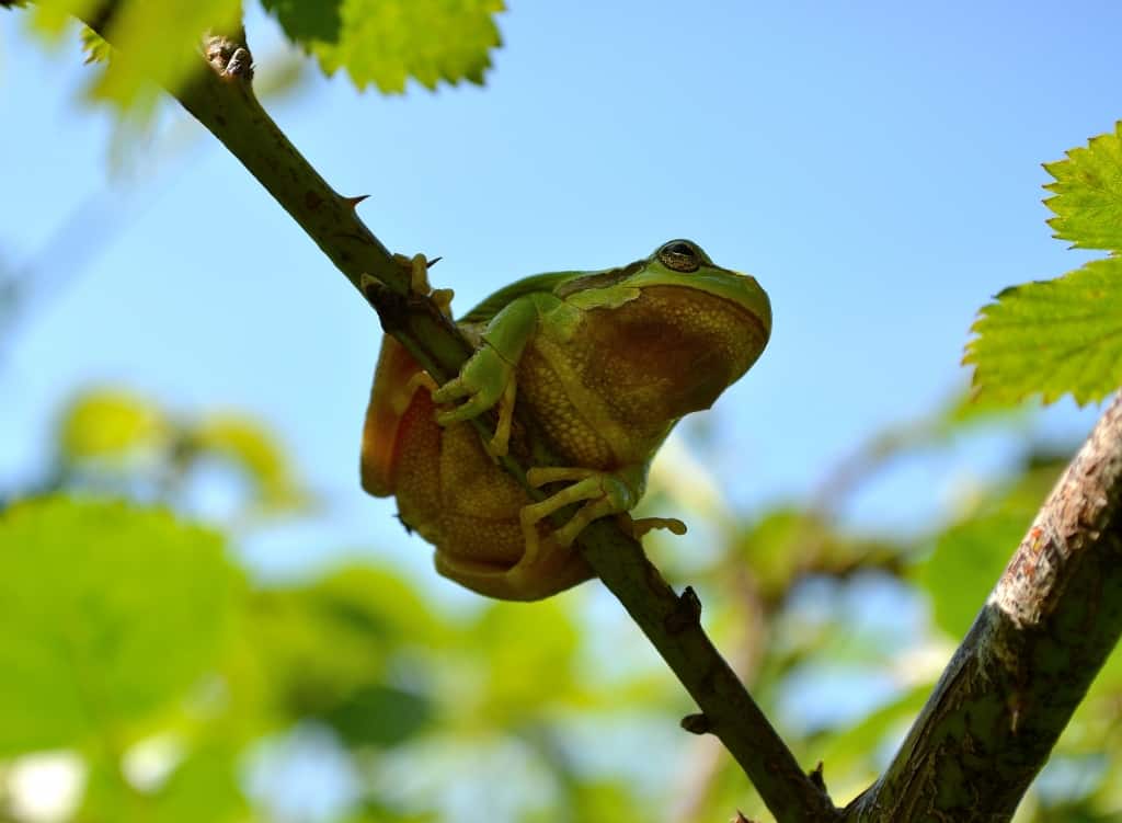Common Tree Frog – Hyla arborea