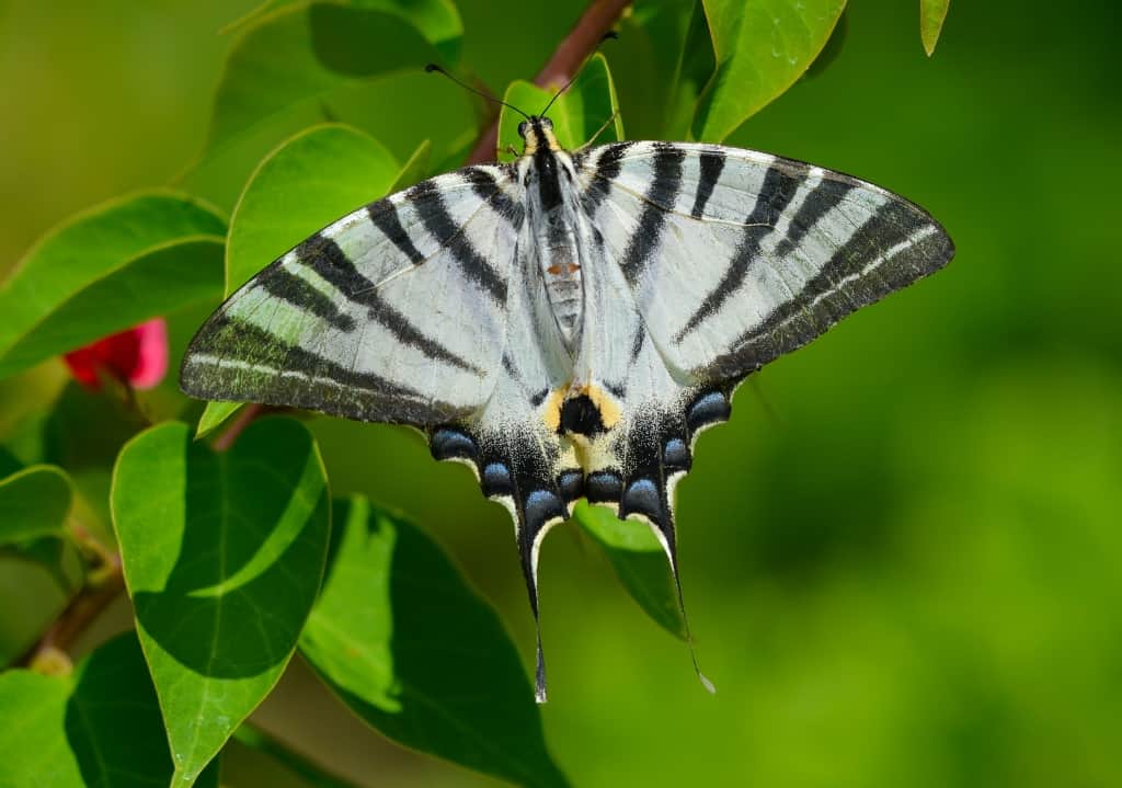 Scarce Swallowtail (I. podalirius)