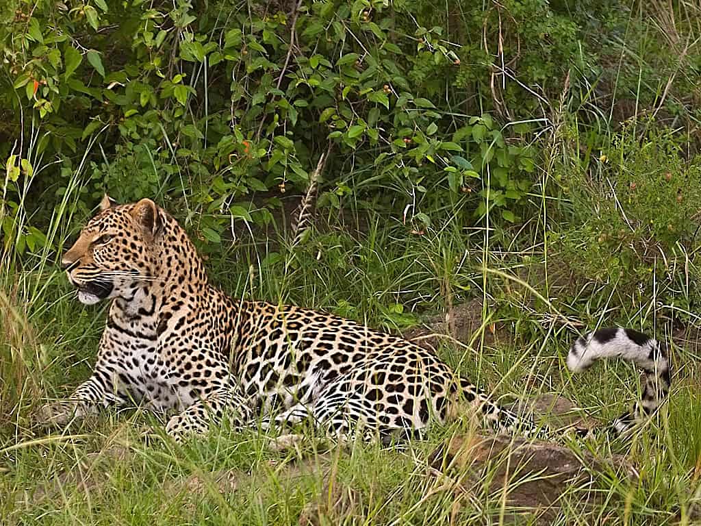 Leopard female