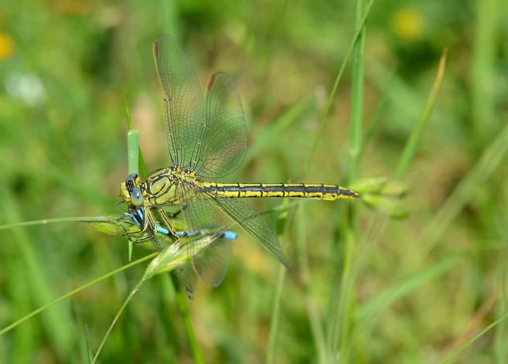 Western Clubtail eating Common Bluet